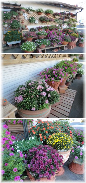 ガーデンマムがデビューしたマイガーデン