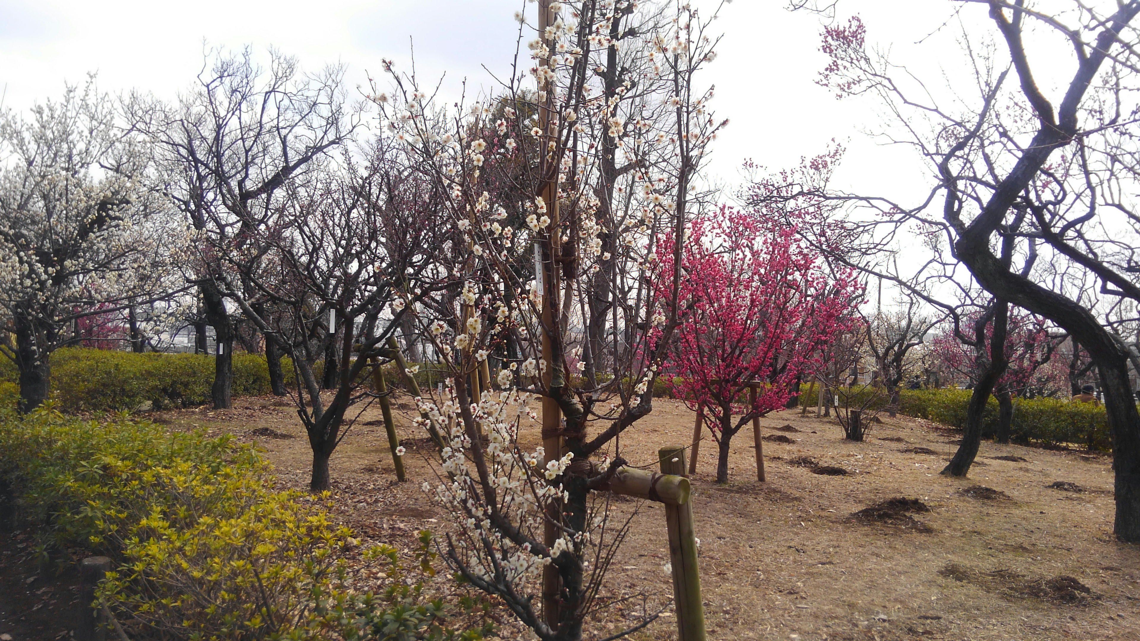 羽根木公園の梅を見に行きました 60ばーばの手習い帳 楽天ブログ