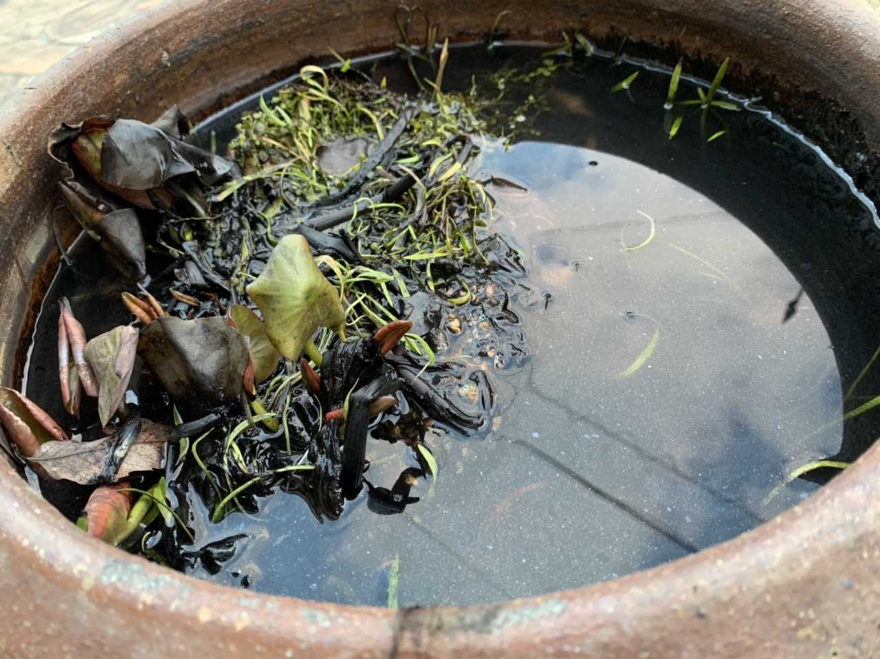 越冬中の睡蓮鉢に強力な生物兵器 Papuchi Home 楽天ブログ