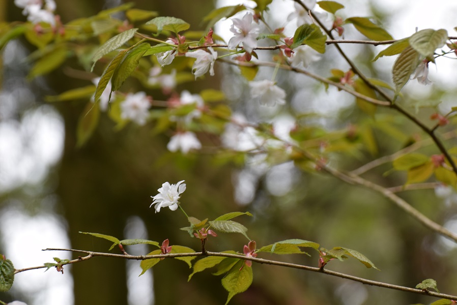 多重弁の桜.JPG