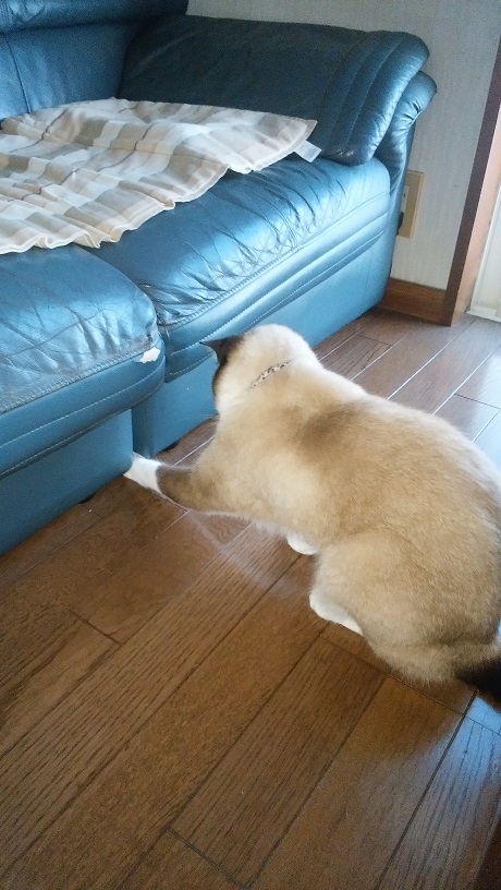 ライ