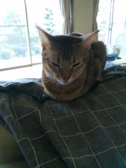 本日のロマネちゃん