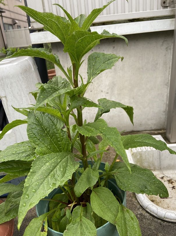 花 あべいち徒然日記 楽天ブログ