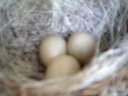 卵３個