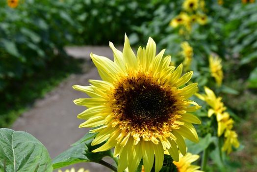 今季のひまわりは終了しましたが 過去の撮影分の紹介します セッコク花工房 八竜園 楽天ブログ