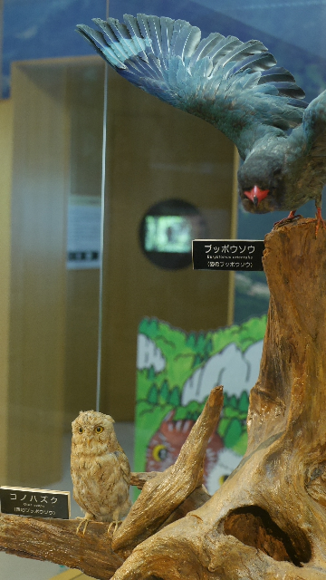 東三河の自然史系博物館・科学館めぐりとコーヒー旅行「鳳来寺山自然科学博物館」 | 珈琲の淹れ方勉強中～コーヒーを楽しみたい～ - 楽天ブログ