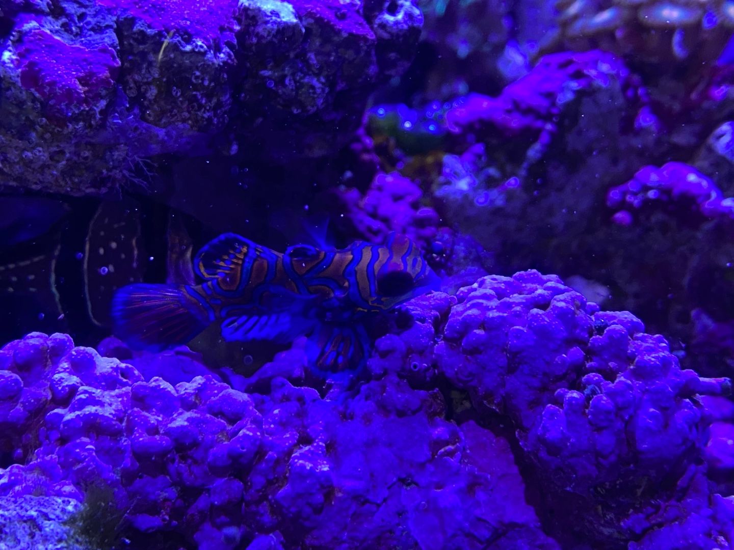 はじめての海水魚水槽42 ブラインシュリンプ ありえないありえる水槽を作りたい ヲカマの日記 楽天ブログ