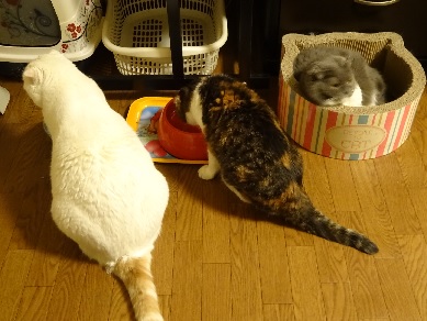 201512313suko.jpg