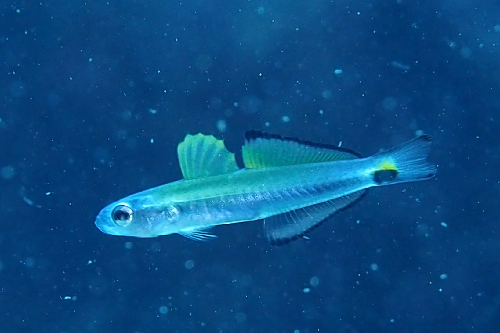 クロユリハゼ幼魚 デコボコ潜水 楽天ブログ