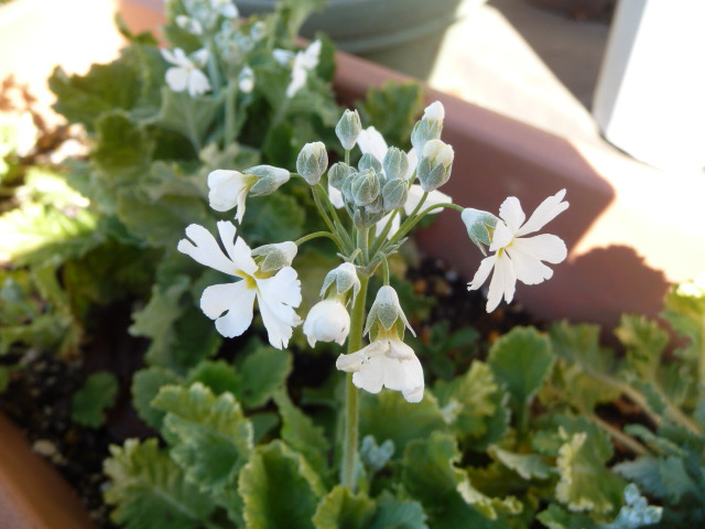 462 マラコイデス