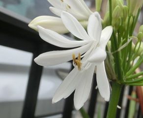 アガパンサスの開花 イキシアの球根の堀り上げ のんびりガーデニング 楽天ブログ