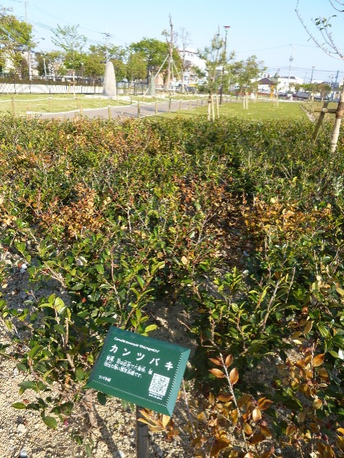 P1100123(1).JPG
