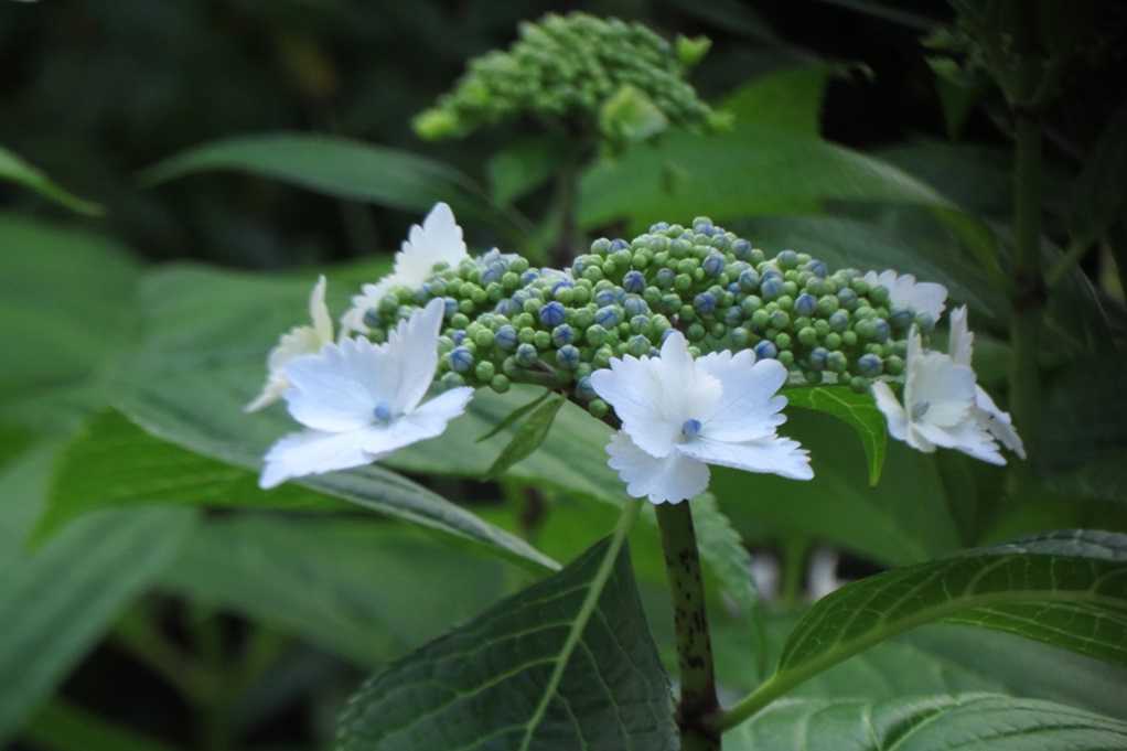 515