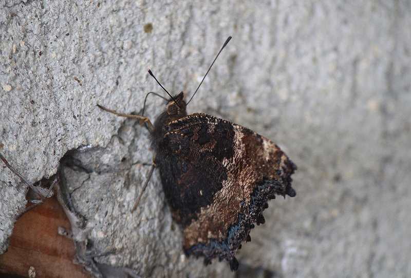 IMG_2143 (800x542).jpg