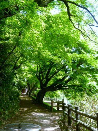 103 (375x500).jpg