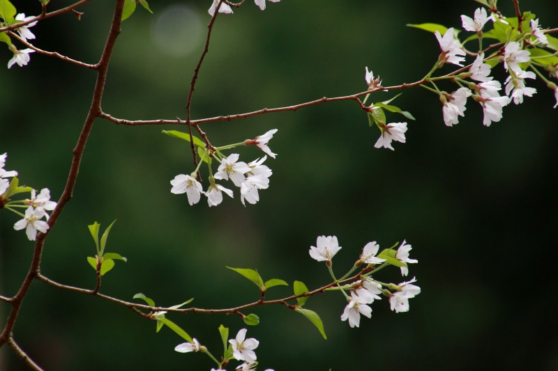 黒川桜の森_007.jpg