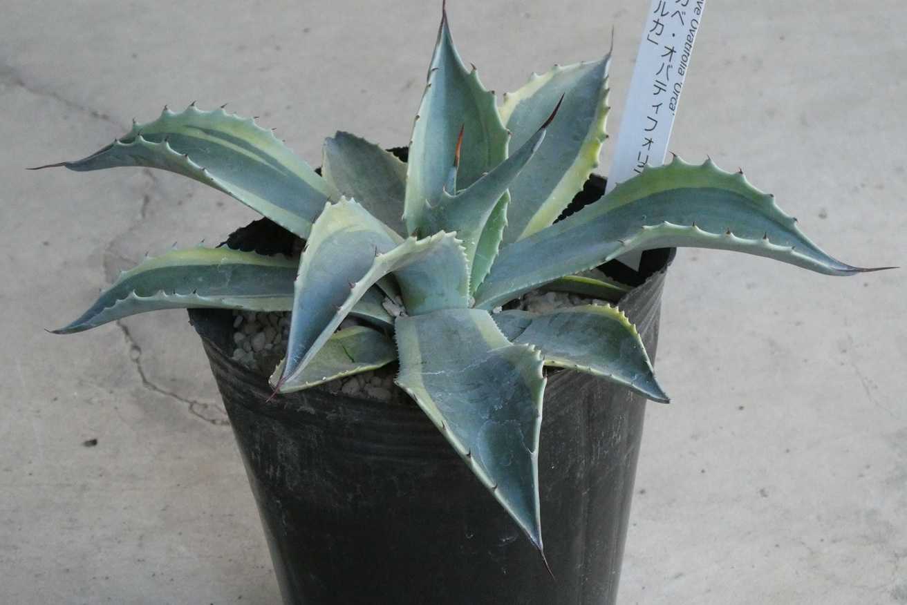 アガベ・オバティフォリア ”オルカ”(Agave ovatifolia orca) | 小平太
