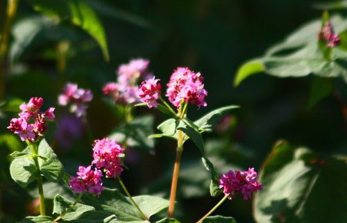 アカソバ　26.9.22-1_edited-1.jpg