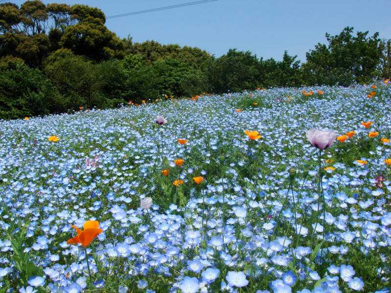 白のお花 ネモフィラ購入 | ハナのハナシ