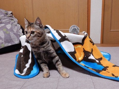 スリーコインズ　3coins ペット　こたつ 猫 おかかとそぼろの成長記録 | 売り切れでなかなか買えないスリコ