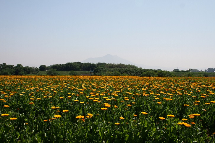 3.黄色花と筑波.JPG