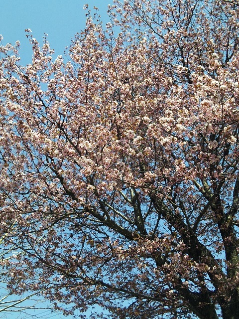 桜～桜～(*´∀｀*)♪