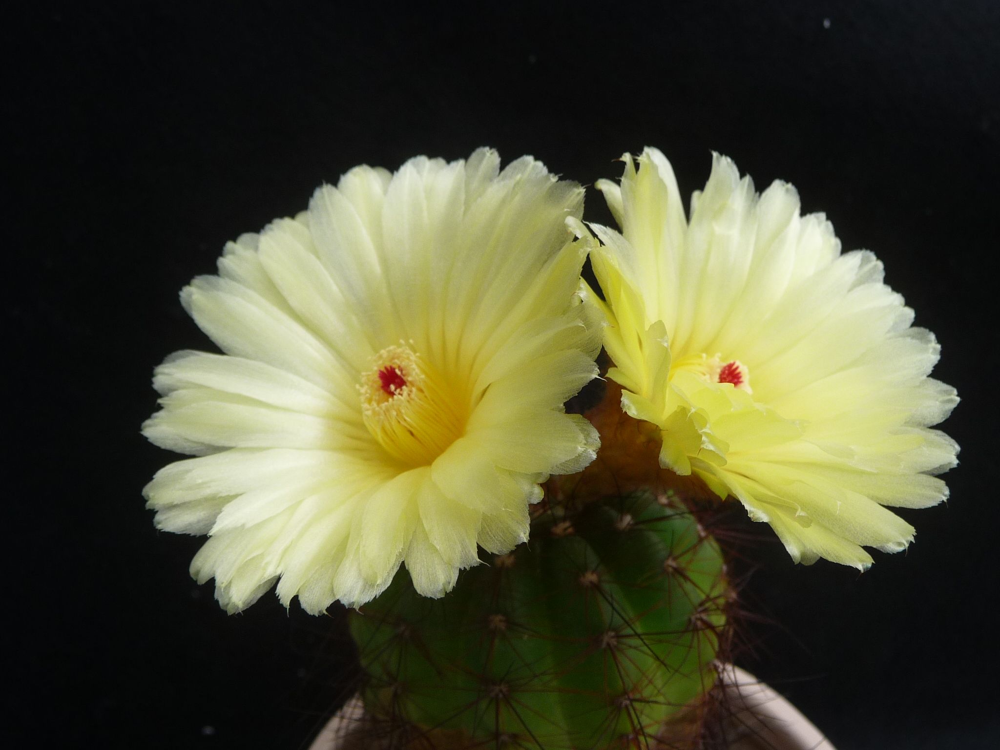 青王丸の綺麗な花 びびるタニサボ達 楽天ブログ