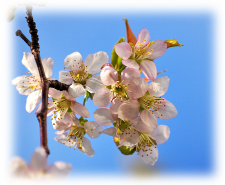 桜５