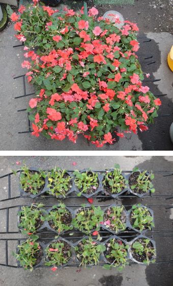 ハンギングポットのインパチェンスを切り戻しました。