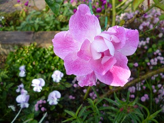 P1270294ss.jpg