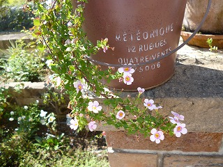 P1240659ss.jpg