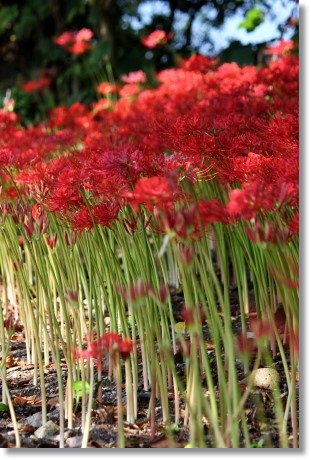 狐山古墳-3 ヒガンバナ-3 13.9.24