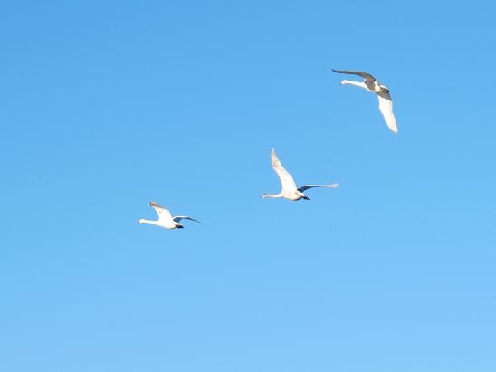 白鳥の郷７.JPG