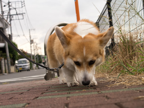はな