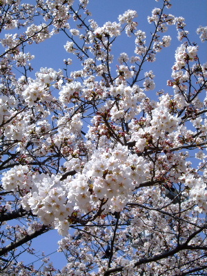 ２０１２桜祭り２.JPG