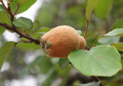 子規とマルメロ 土井中照の日々これ好物 子規 漱石と食べものとモノ 楽天ブログ