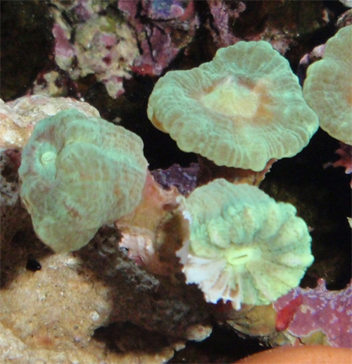 はじめてのサンゴ飼育 の記事一覧 超初心者おkamaちゃんの海水魚飼育記 楽天ブログ