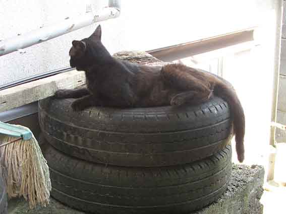 我が家のニャンコ♪2015/8/12-2