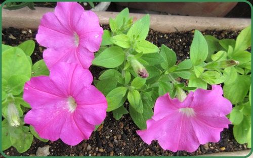 ルドベキア プレーリーサンが咲く プリムラの夏越えの仕方 狭い庭を花いっぱいにする育て方 楽天ブログ