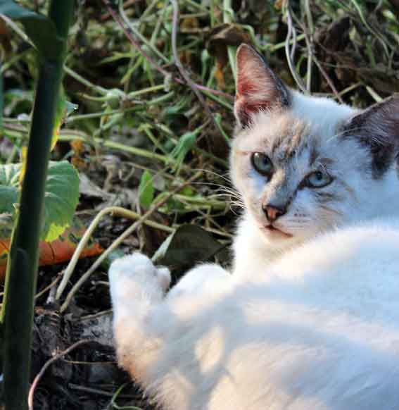 我が家のニャンコ♪2013/9/13-2