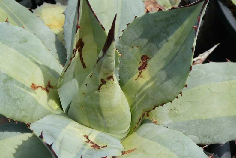 アガベの植え付け～吉祥天錦とパリー フレキシスピナ | 小平太1098の