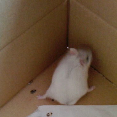 ダンボール３　キルア