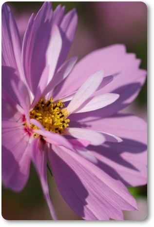 犀川コスモスロード-9 13.9.28