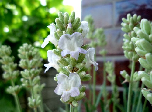 P1110012-1.JPG
