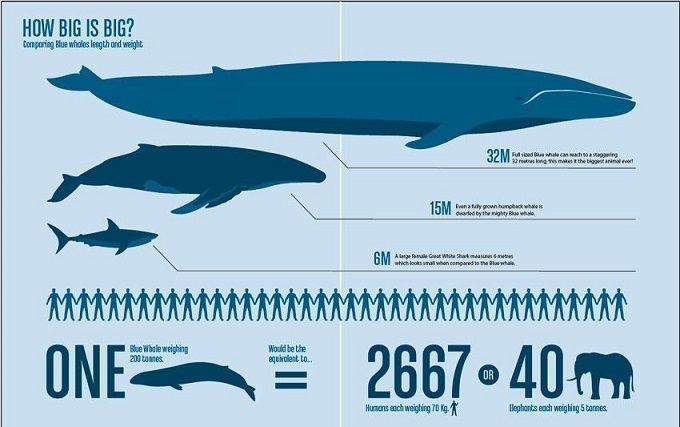 絶滅のシロナガスクジラ ラブレターfromcanada 楽天ブログ