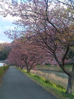 みなみの桜
