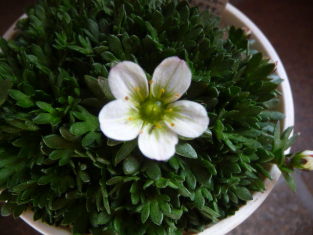 755 雲間草