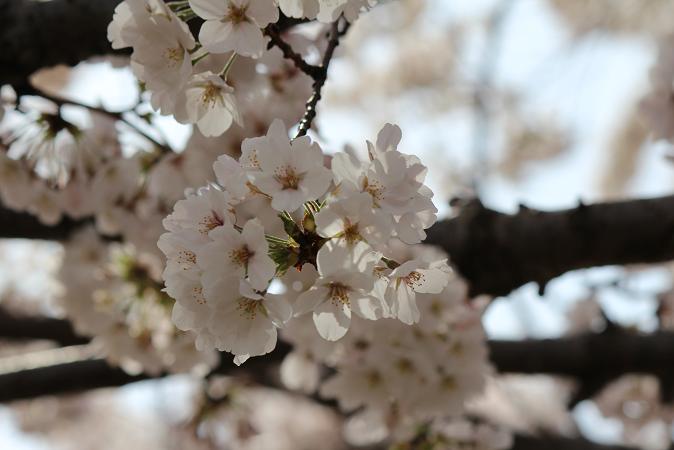 IMG_7885.JPG