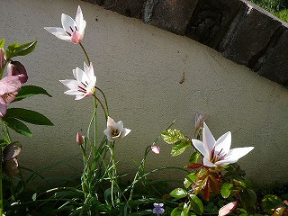 P1280191ss.jpg