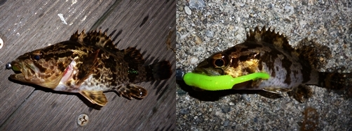 1月13日タケノコ